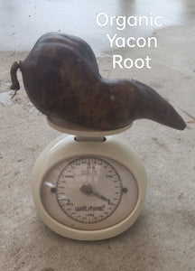 Organic Yacon Root